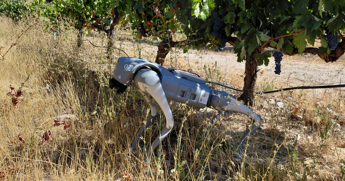 Fotografía de CTAEX de un robot cuadrúpedo gris entre hierbas altas junto a una hilera de vides con racimos de uva.