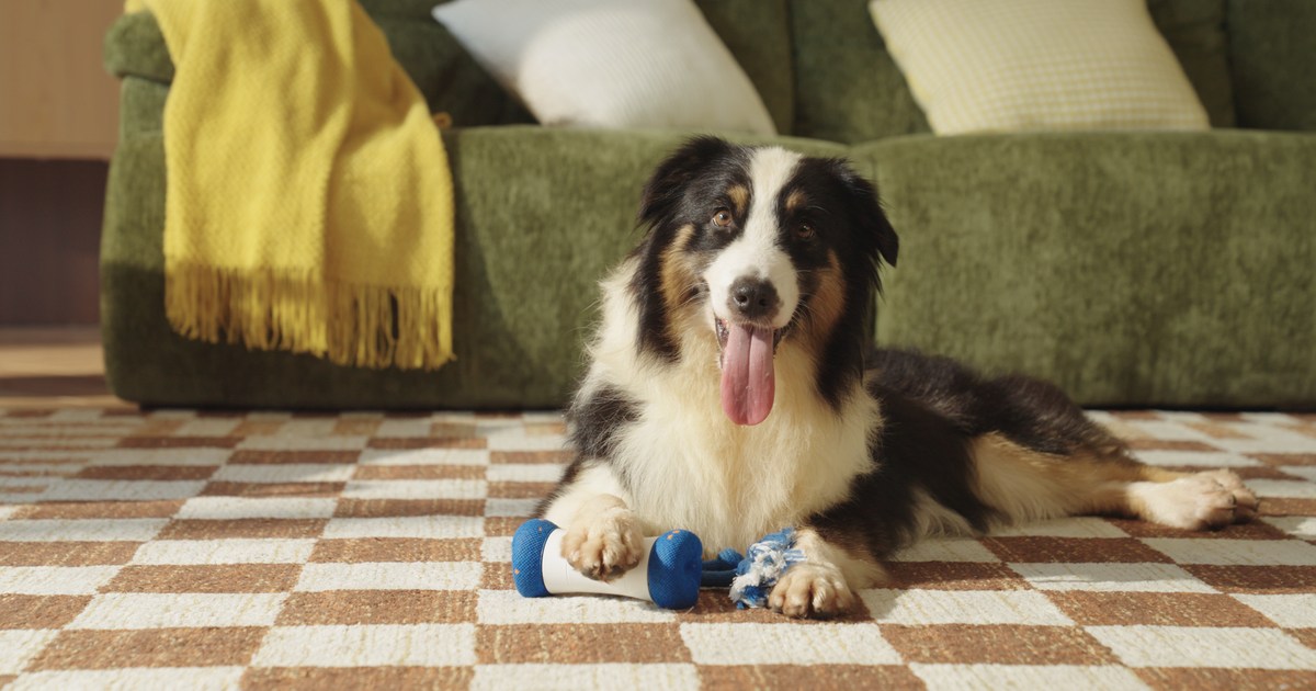Fotografía promocional oficial de un perro tumbado en una alfombra con Wickedbone Air azul y blanco bajo una pata, junto a las cuerdas del juguete.