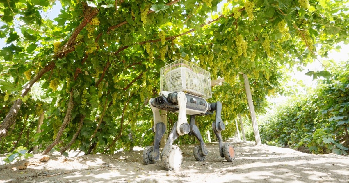 Lynx M20S transporta uvas a 50 °C en viñedos de Turpan
