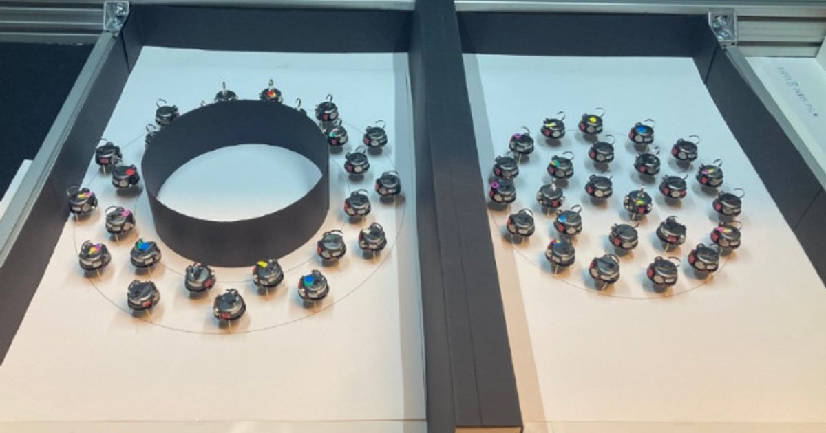 Fotografía de Leo Cazenille: pequeños robots Pogobot repartidos en dos recintos, uno circular con un obstáculo central y otro sin él.