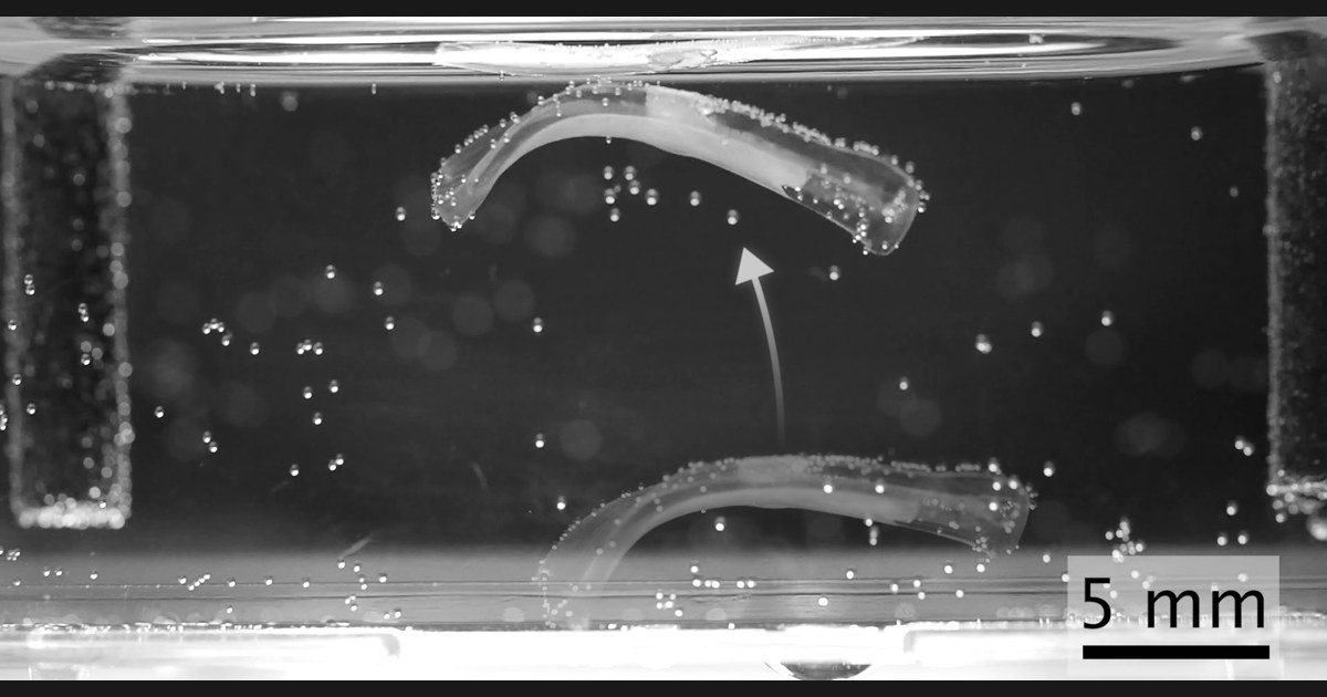 Imagen experimental del robot biohíbrido arqueado durante un salto en líquido, con una flecha de movimiento y una escala de cinco milímetros.