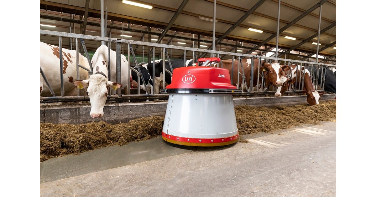 Lely Juno rojo y blanco junto al alimento y las vacas en un pasillo de la granja.