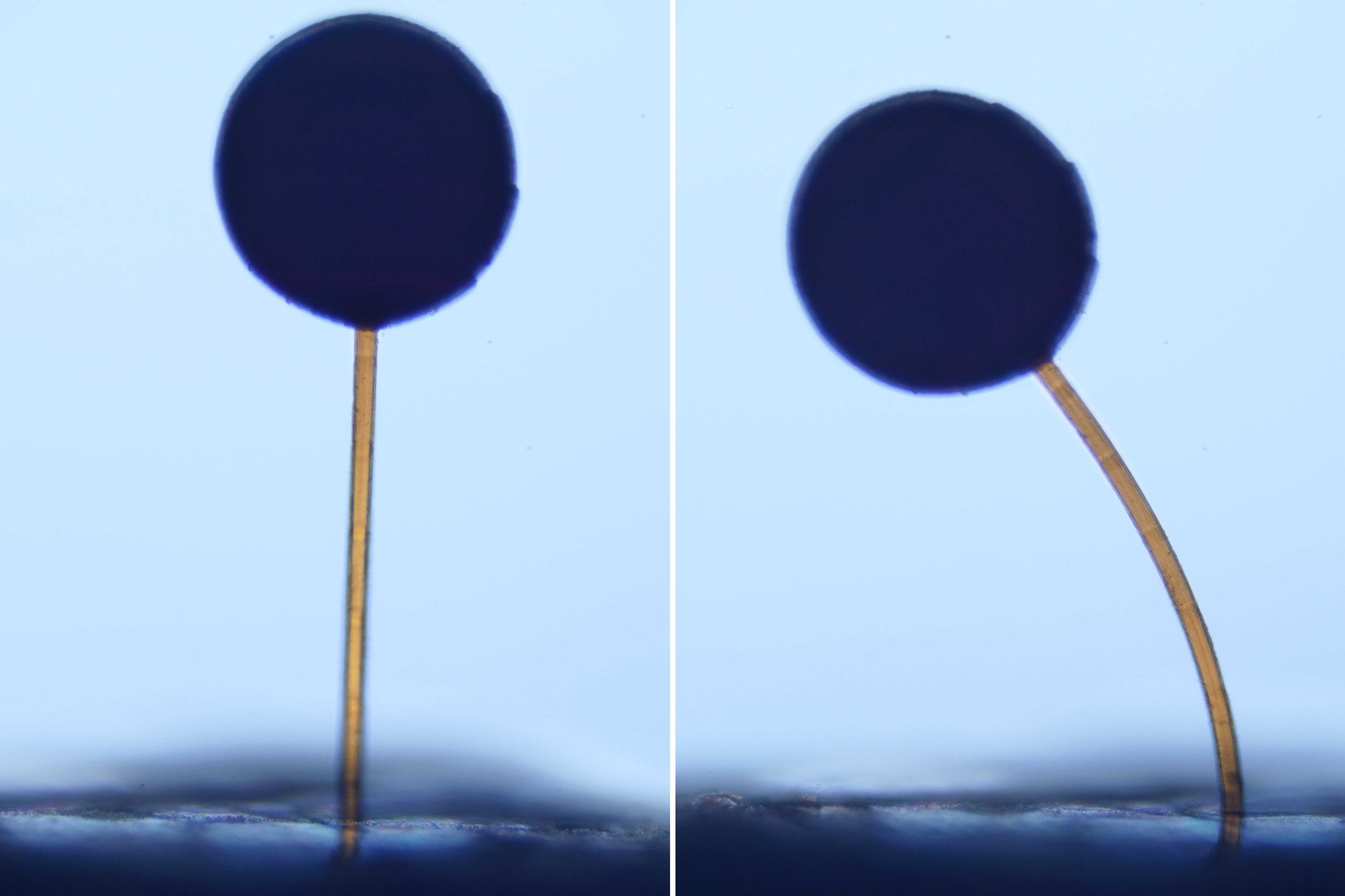 MIT imprime magno-bots blandos: microrrobots que se activan con un simple imán