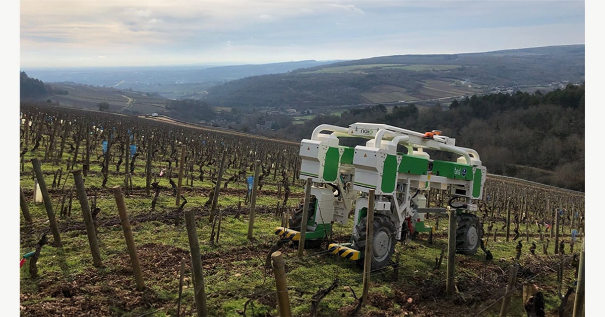 Robot agrícola Naïo TED verde y blanco trabajando entre hileras de viña