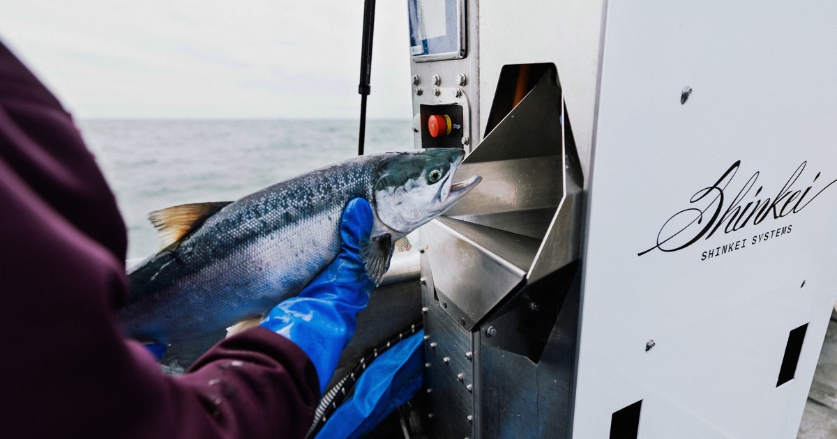 Shinkei adapta su robot PSDN-S a la pesca de salmón en Alaska