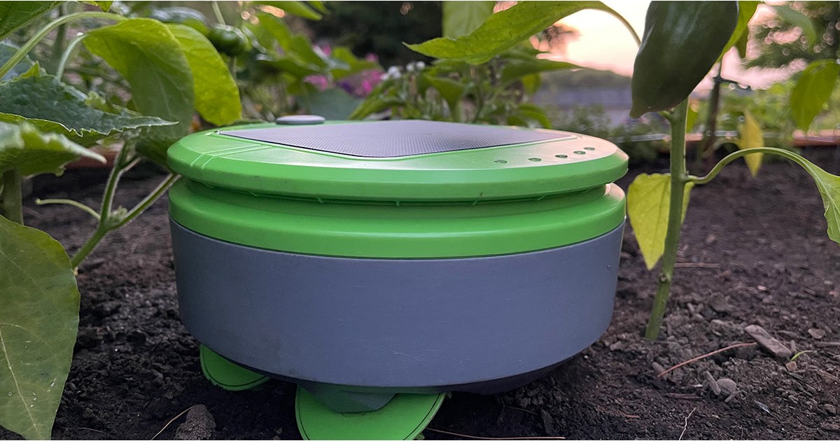 Tertill verde completo en la tierra de un huerto, junto a una planta de pimiento.