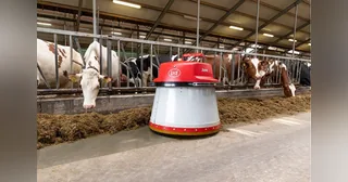 Lely Juno rojo y blanco junto al alimento y las vacas en un pasillo de la granja.