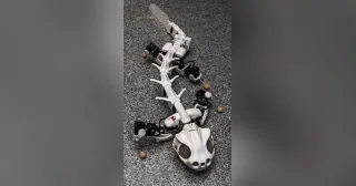Fotografía de Pleurobot publicada por EPFL BioRob.