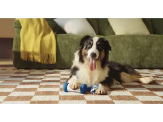 Fotografía promocional oficial de un perro tumbado en una alfombra con Wickedbone Air azul y blanco bajo una pata, junto a las cuerdas del juguete.