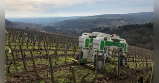 Robot agrícola Naïo TED verde y blanco trabajando entre hileras de viña
