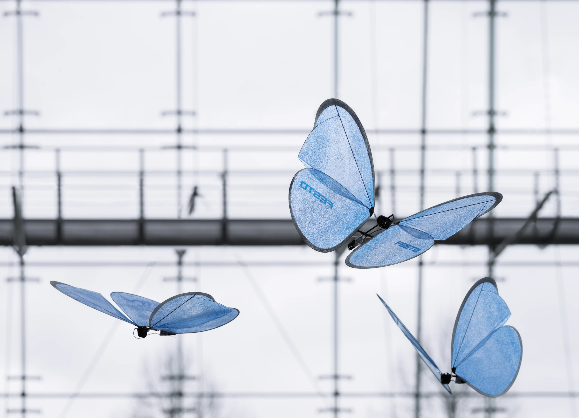 Tres eMotionButterflies de Festo con las alas azules desplegadas en una instalación de vuelo.